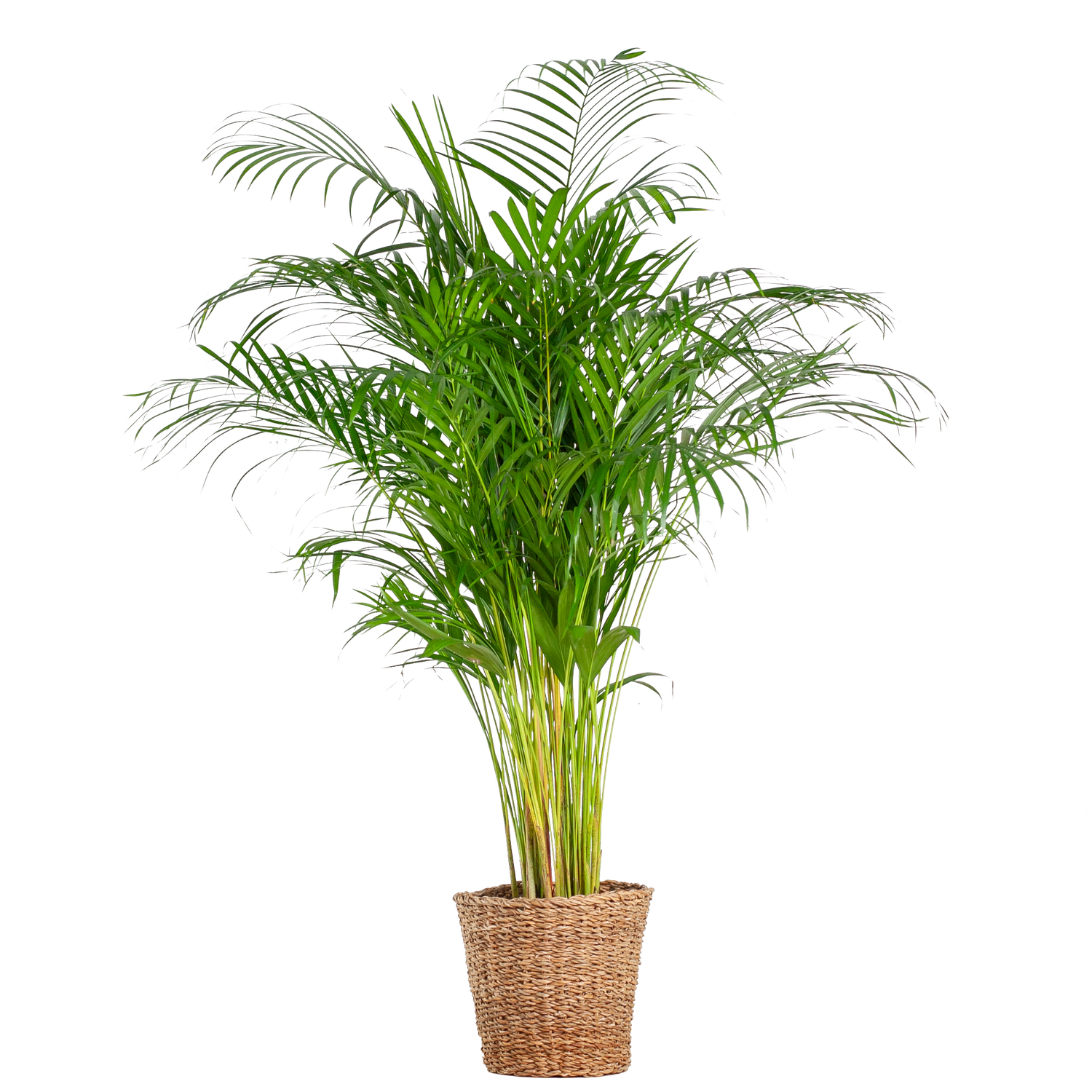 Dypsis lutescens - Areca-, Goldfruchtpalme mit Topf