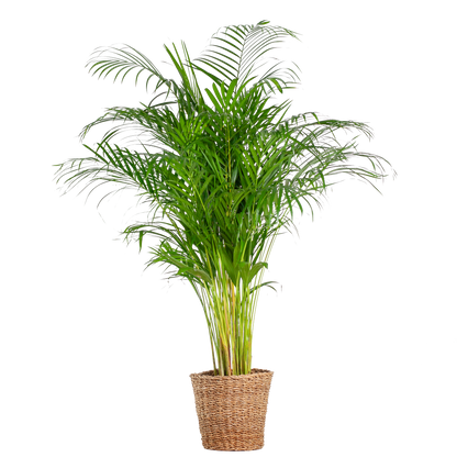 Dypsis lutescens - Areca-, Goldfruchtpalme mit Topf