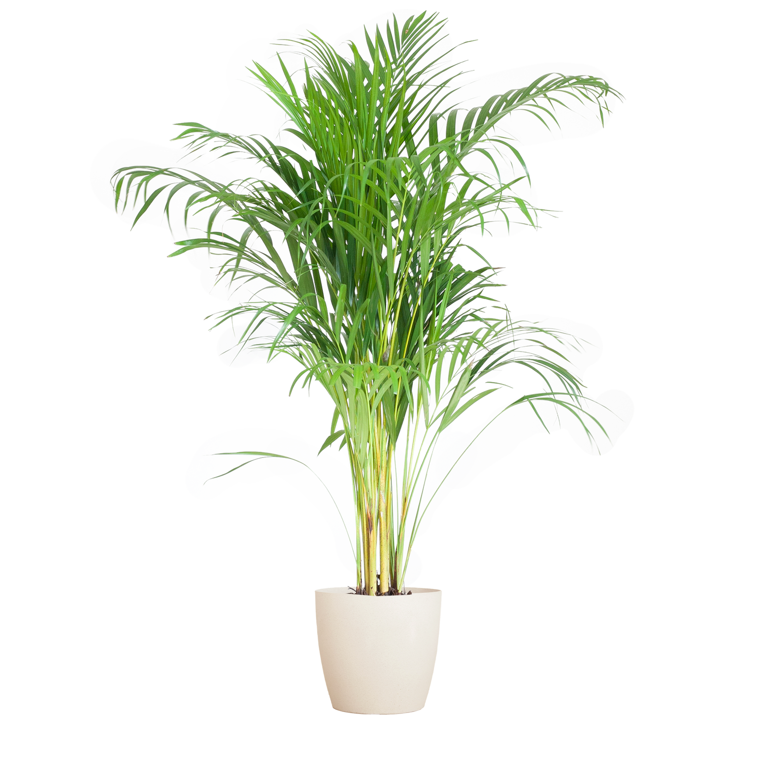 Dypsis lutescens - Areca-, Goldfruchtpalme mit Topf