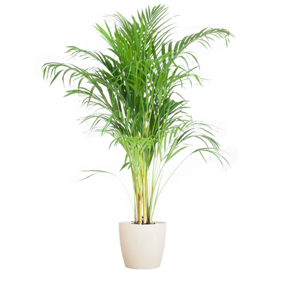 Dypsis lutescens - Areca-, Goldfruchtpalme mit Topf