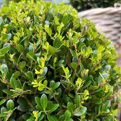 Ilex crenata - Japanische Stechpalme