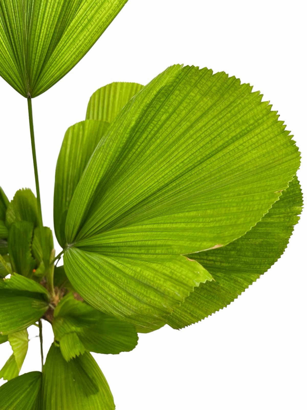 Licuala Grandis - Großblättrige Strahlenpalme