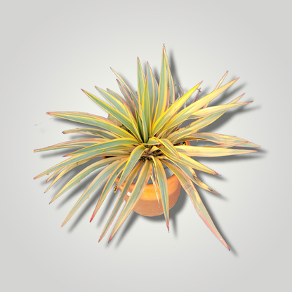 Yucca gloriosa &