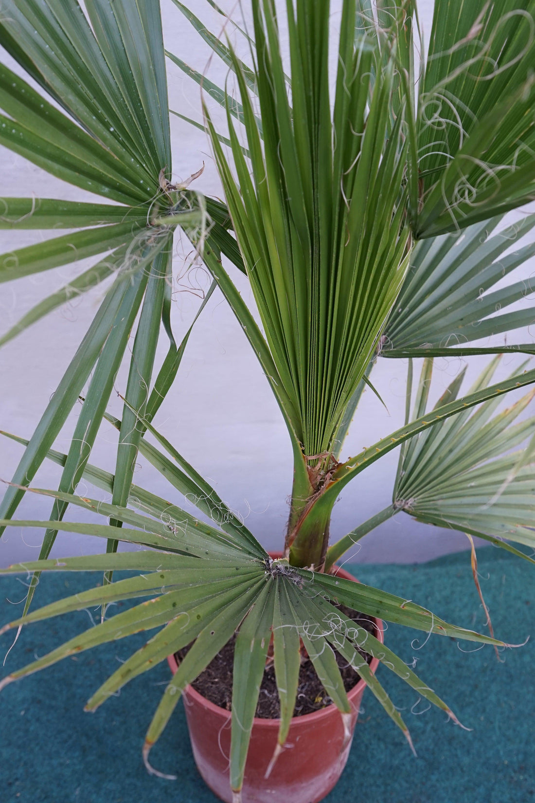 Washingtonia robusta - Mammutpalme - Image 