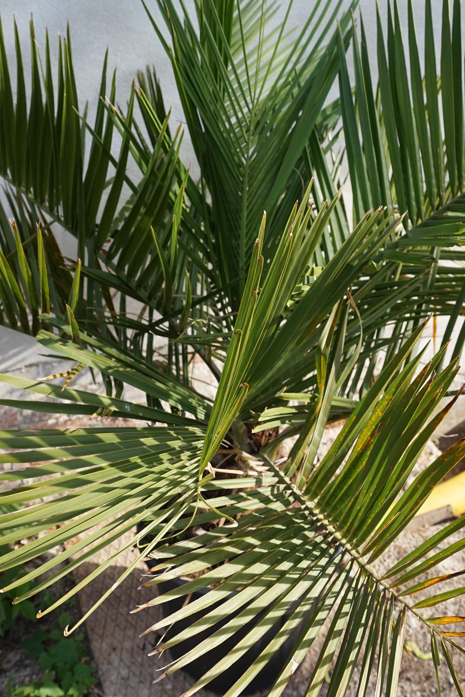 Jubaea chilensis - Chilenische Honigpalme - Image 
