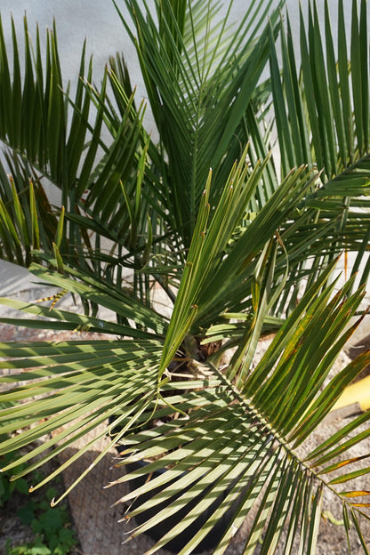 Jubaea chilensis - Chilenische Honigpalme - Image 