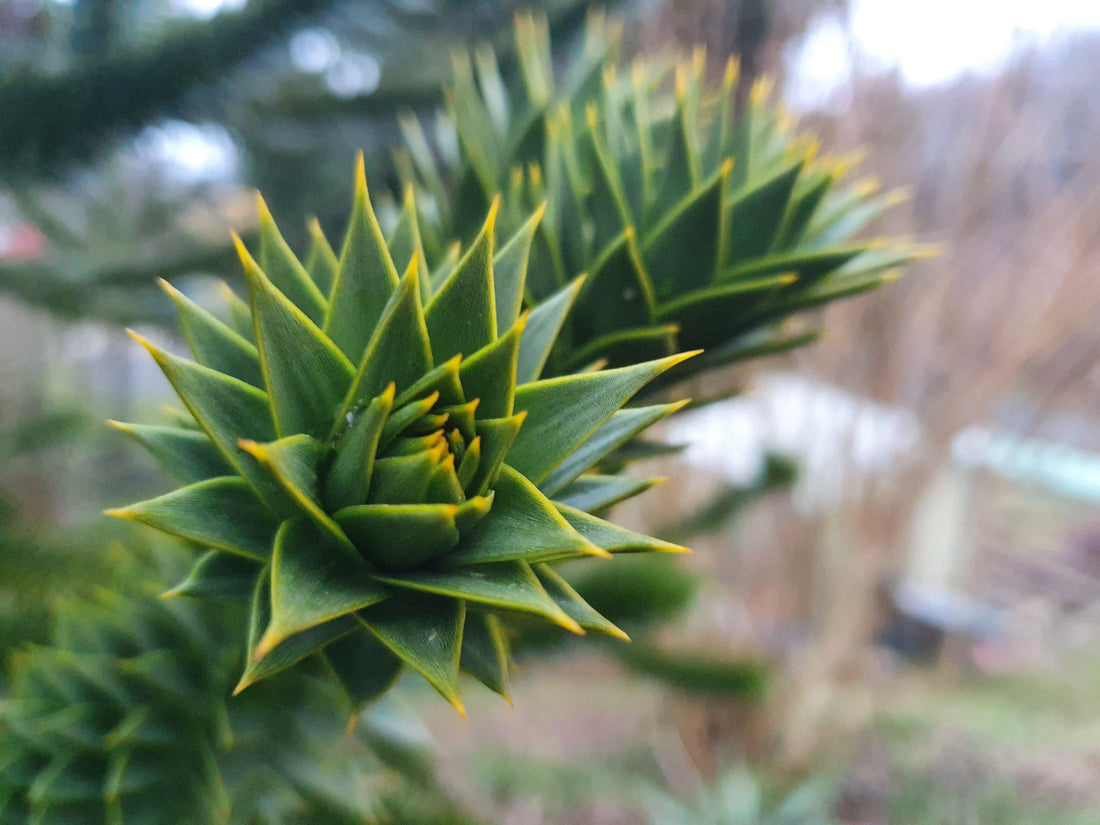 Araucaria araucana - Chilenische Schlangentanne Gehölze &amp; Sträucher Sachsenpalmen 