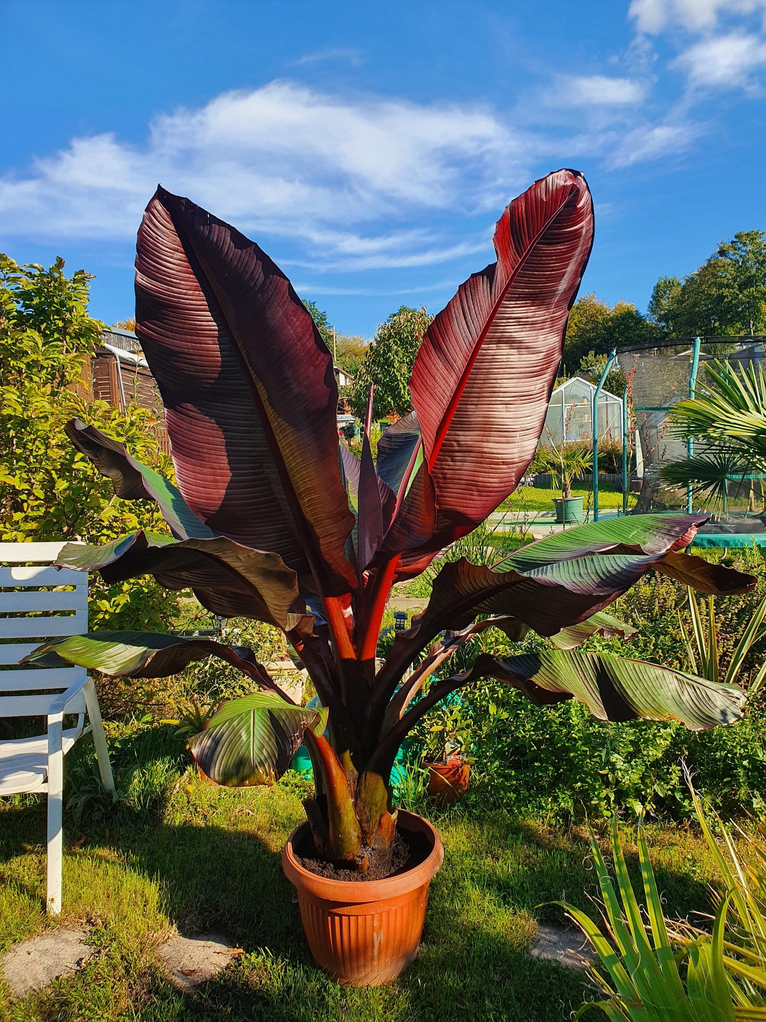 Ensete ventricosum Maurelii - Abyssian Banane - Image 