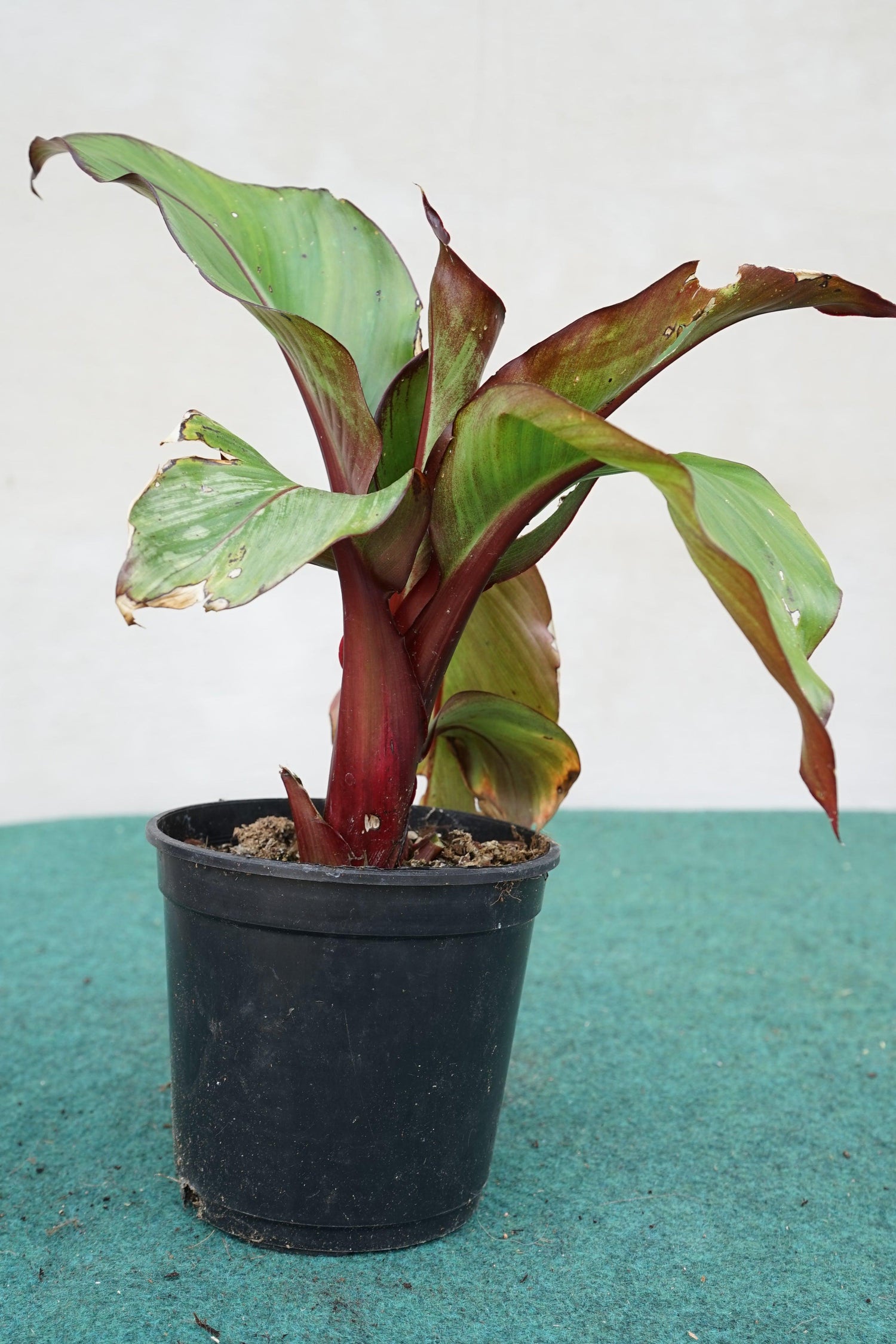 Ensete ventricosum Maurelii - Abyssian Banane - Image 