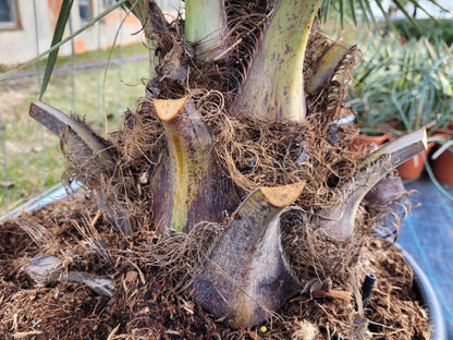 Jubaea chilensis - Chilenische Honigpalme - Image 