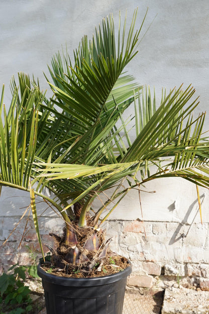 Jubaea chilensis - Chilenische Honigpalme - Image 