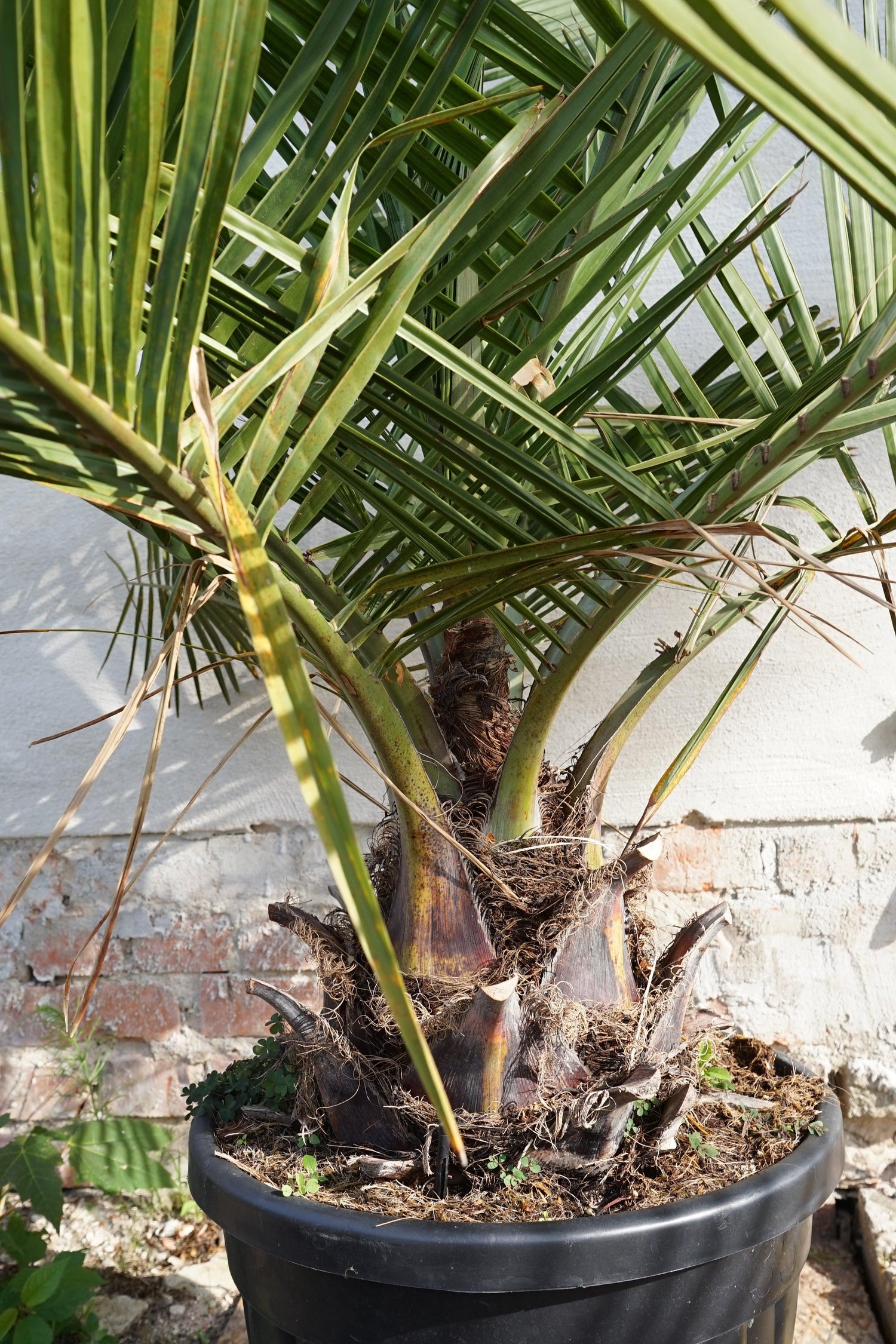 Jubaea chilensis - Chilenische Honigpalme - Image 
