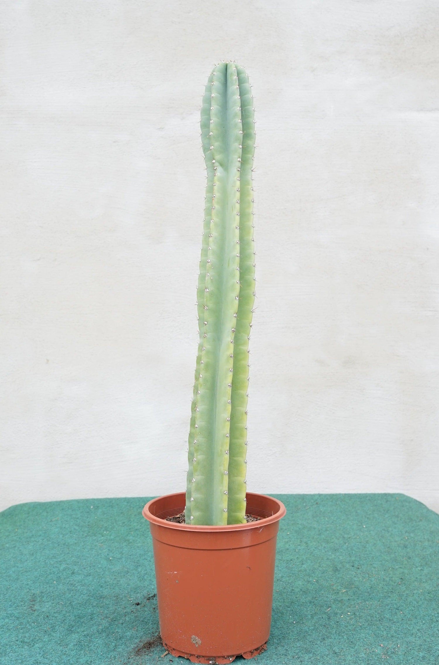 Cereus peruvianus