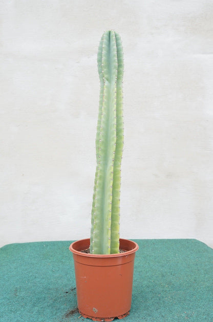 Cereus peruvianus - Säulenkaktus - Image 