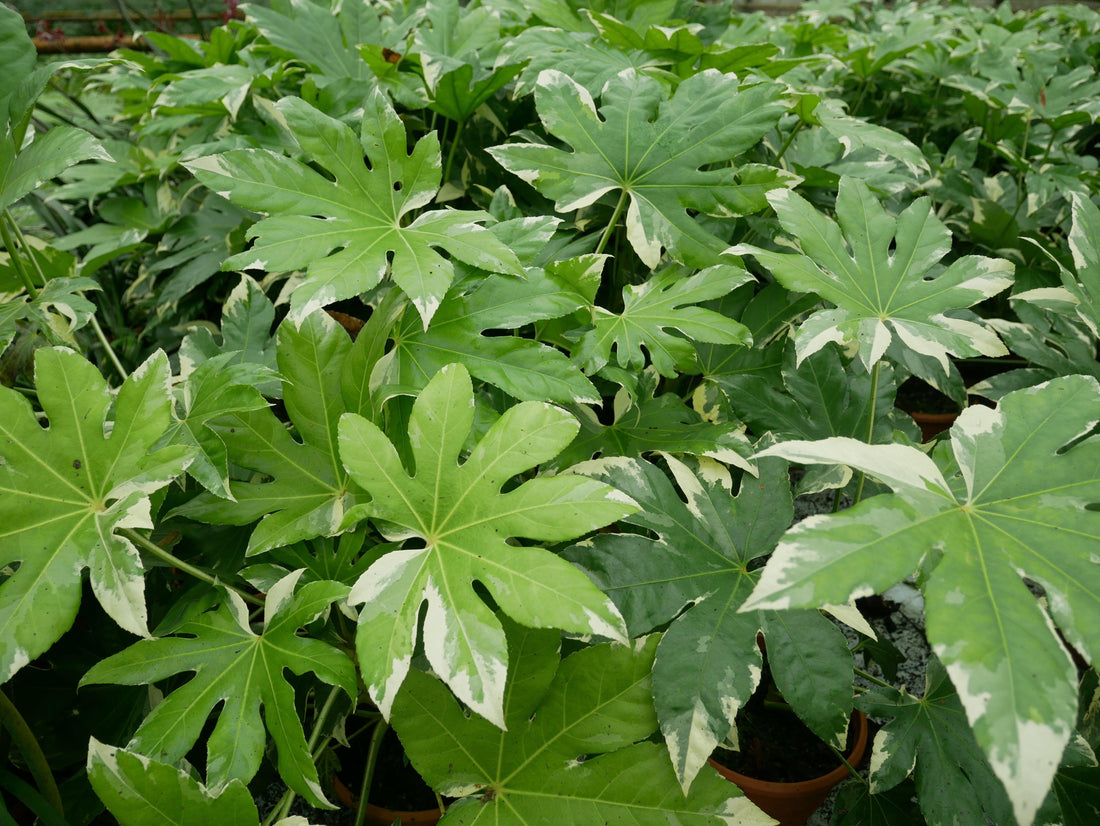 Fatsia japonica variegata - Panaschierte Aralie Dekoware &amp; Raritäten Sachsenpalmen 