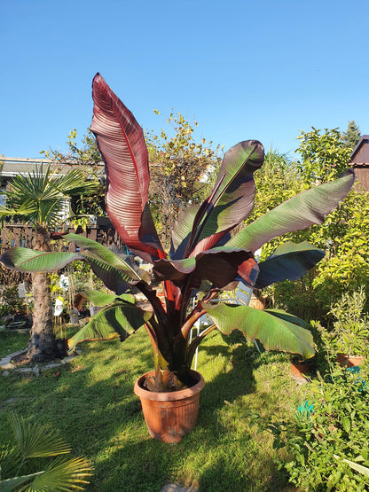 Ensete ventricosum Maurelii - Abyssian Banane - Image 