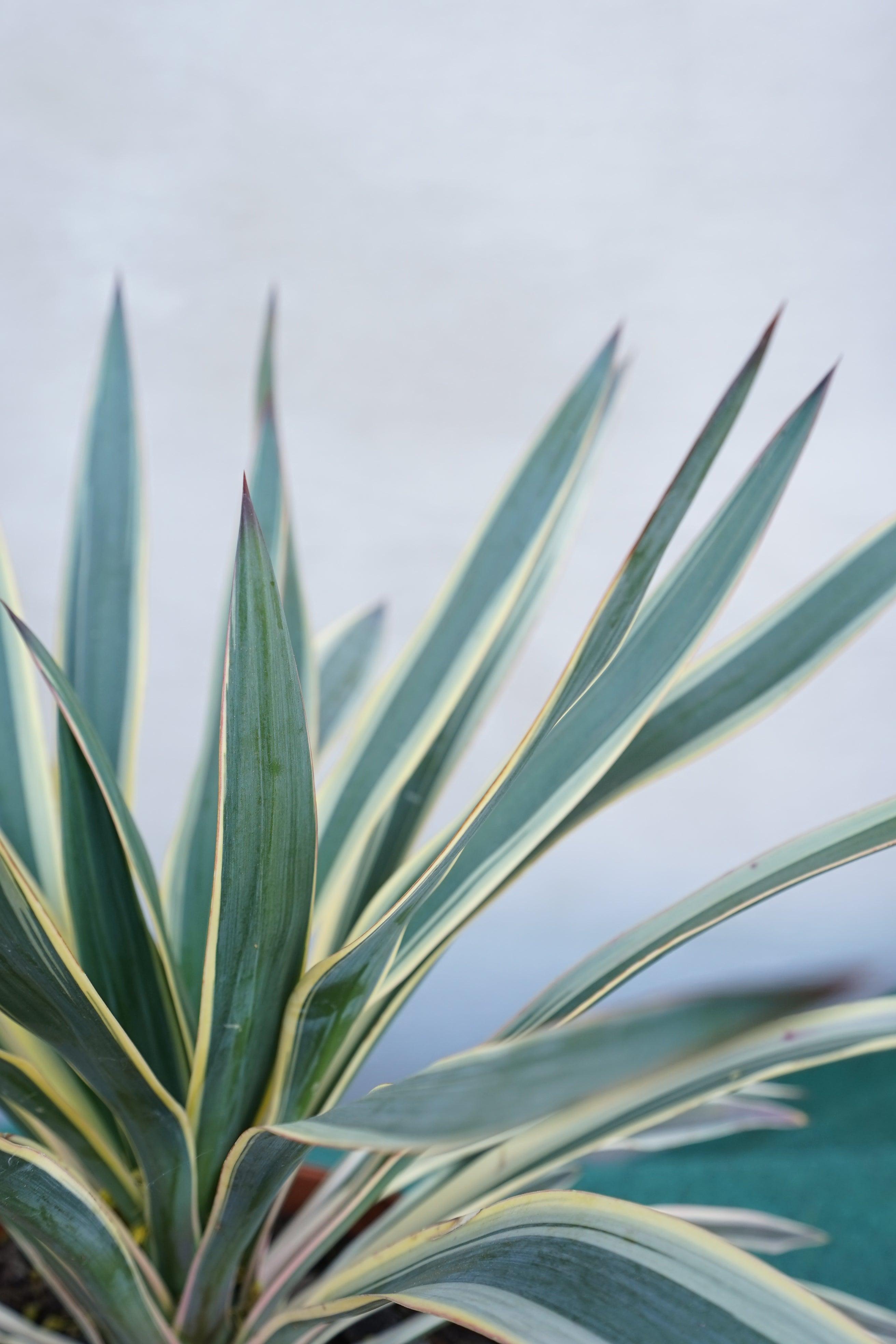 Yucca gloriosa variegata - Panaschierte Yucca - Image 