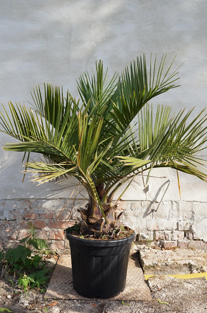 Jubaea chilensis - Chilenische Honigpalme - Image 