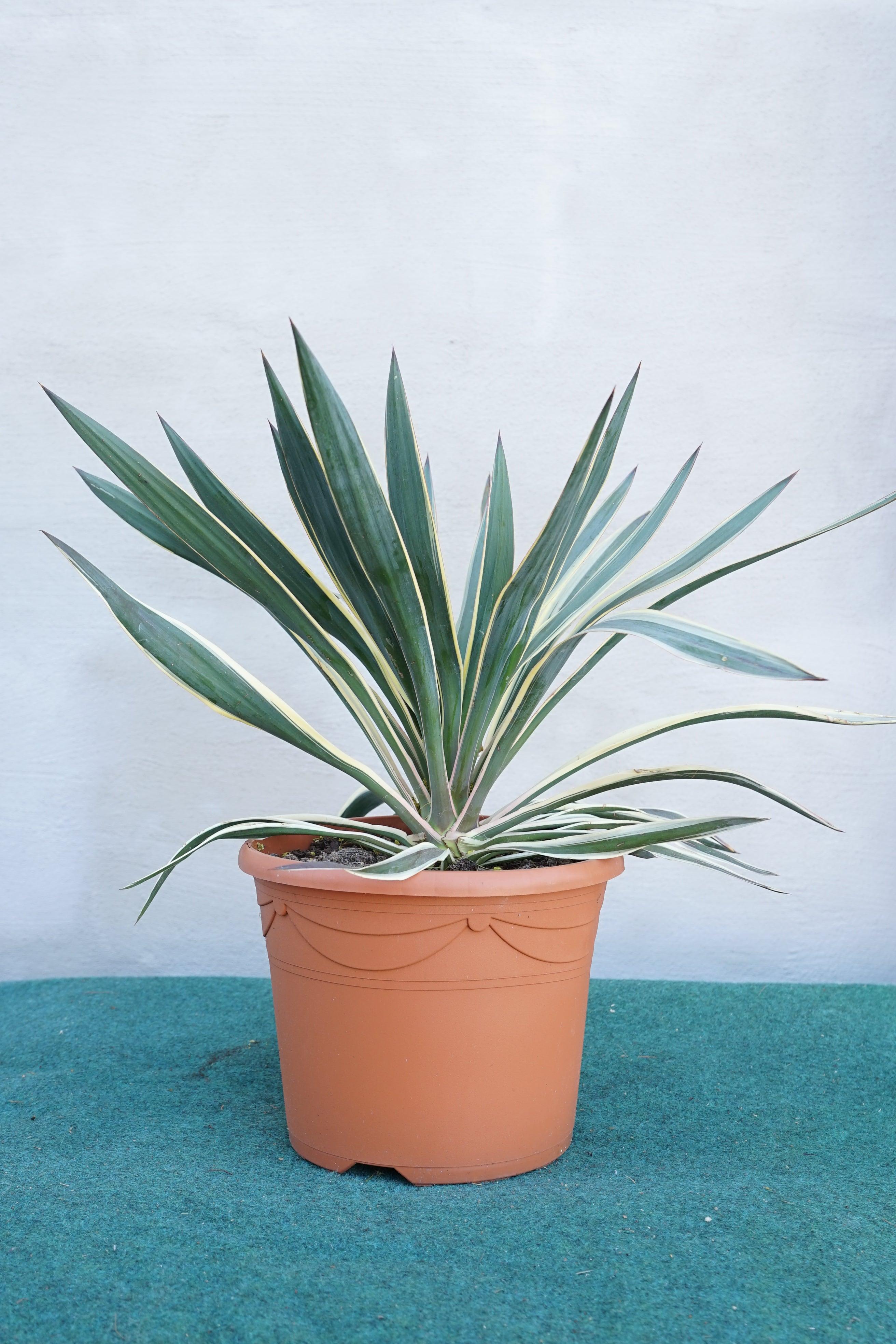 Yucca gloriosa variegata - Panaschierte Yucca - Image 