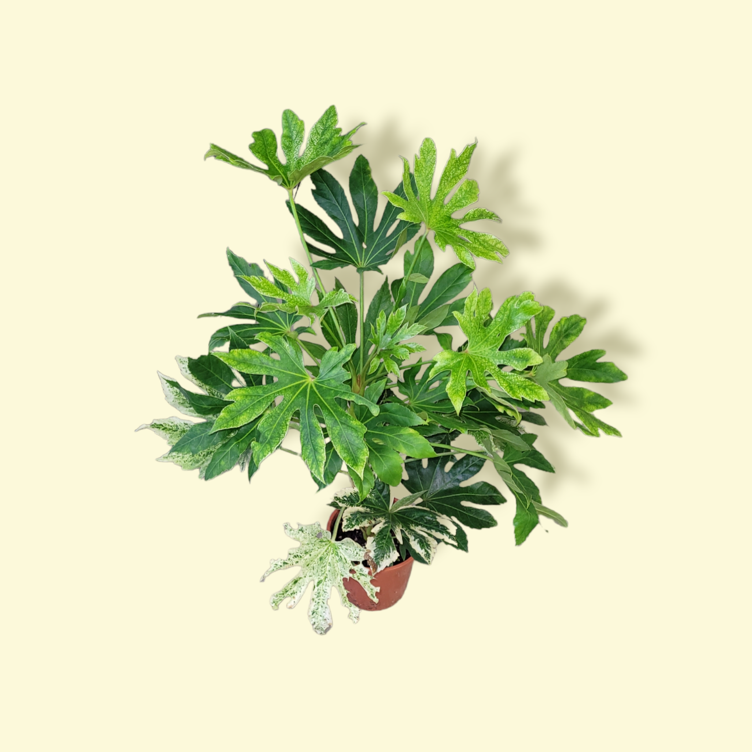 Fatsia japonica &