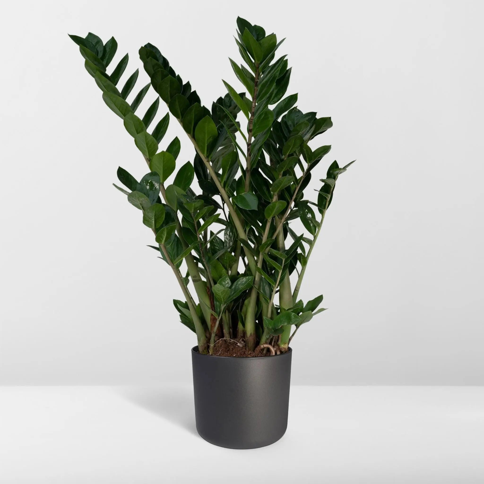 Zamioculcas Zamiifolia - Emerald palm - 80cm - Ø21 - Image 