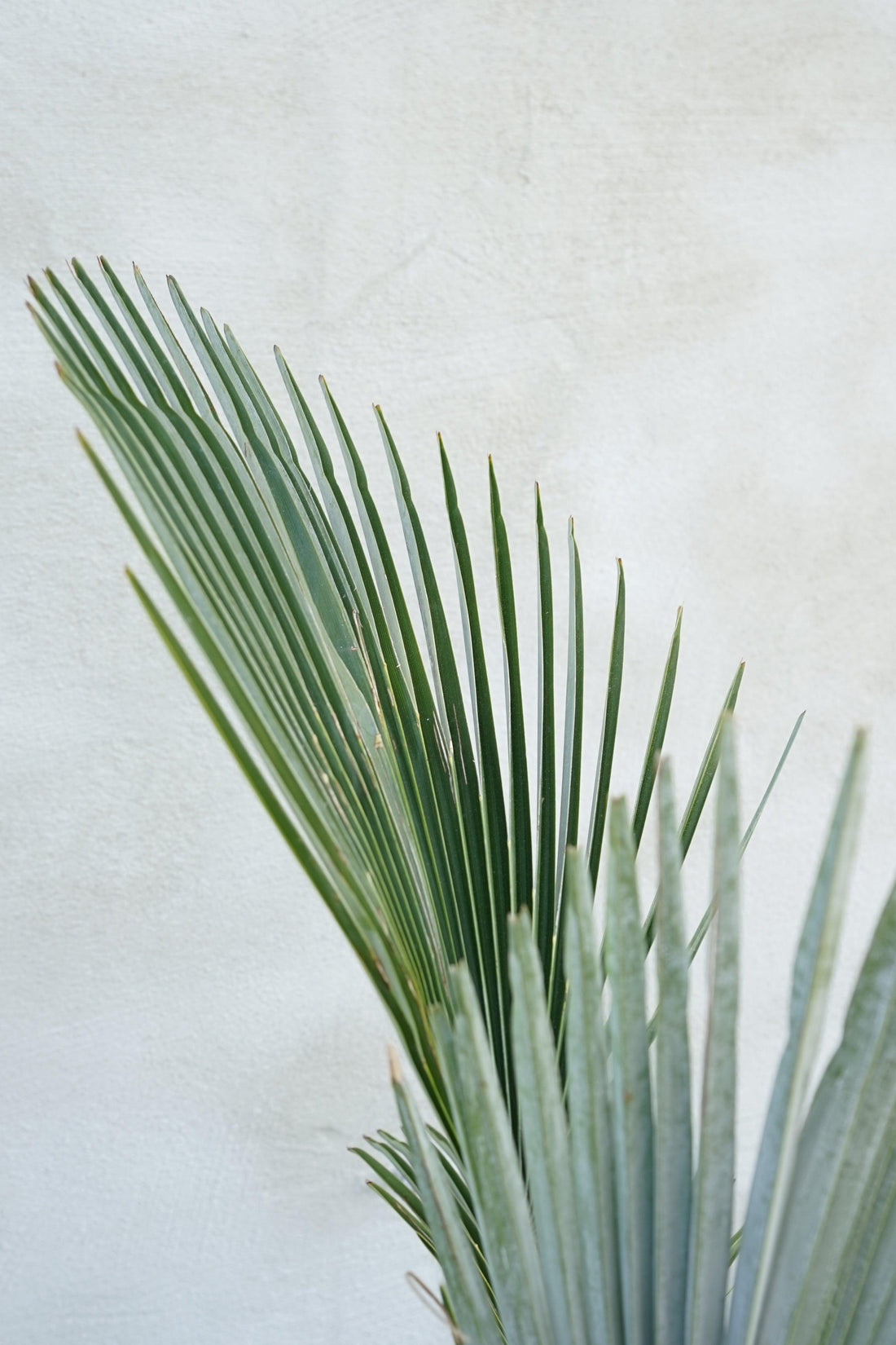 Trachycarpus princeps - Marmorhanfpalme - Image 
