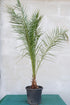 Phoenix canariensis - Kanarische Dattelpalme - Image 