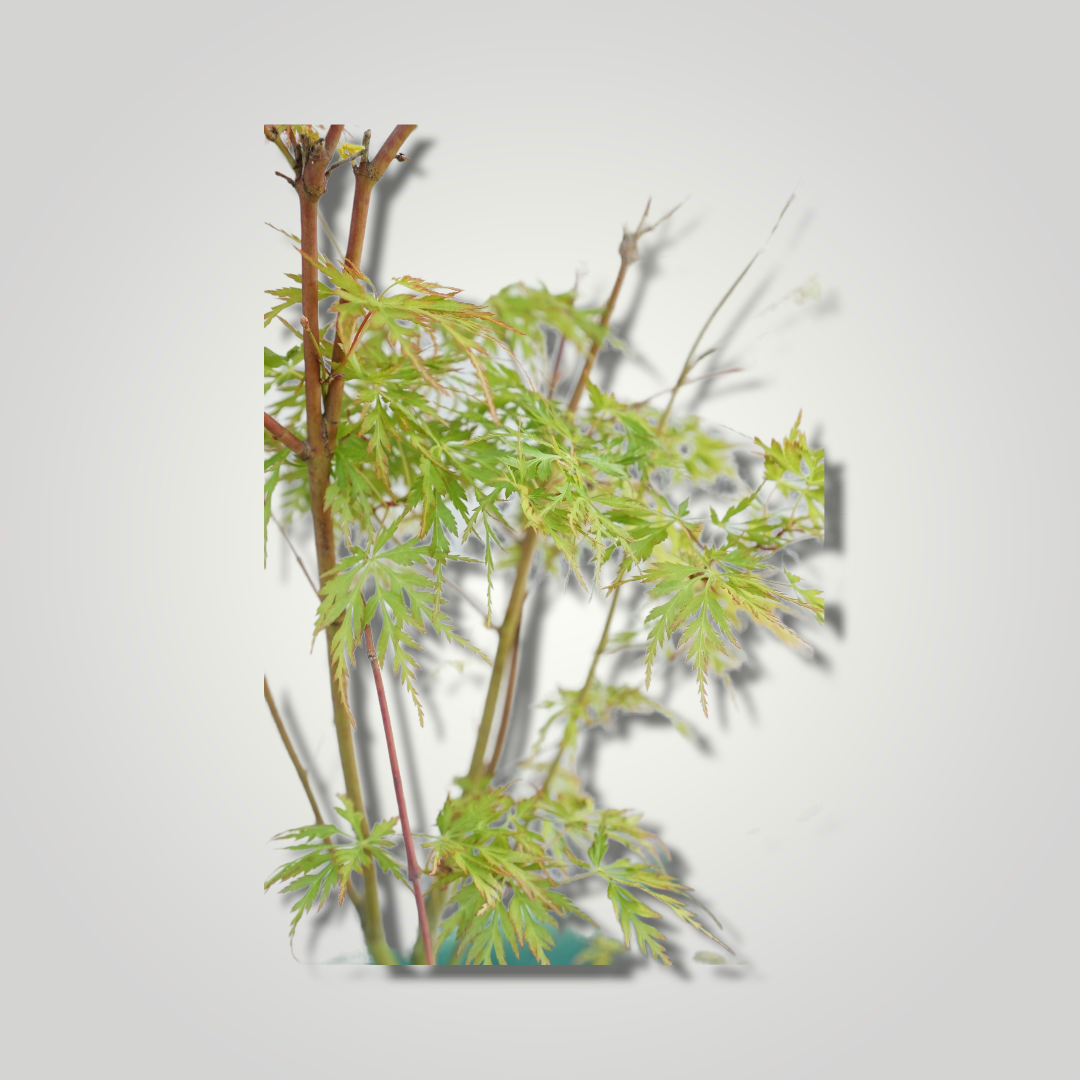 Acer palmatum &