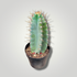 Cereus peruvianus - Säulenkaktus - Image 