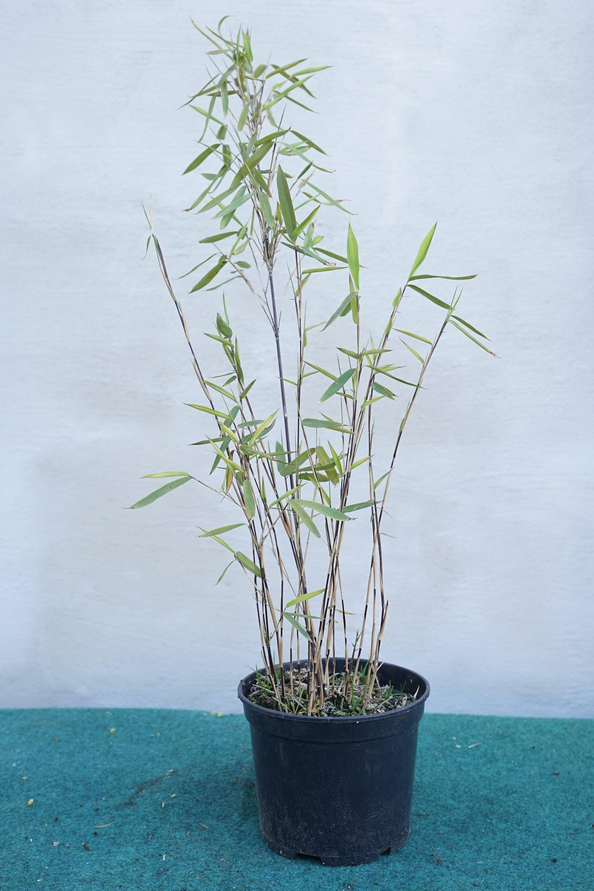 Fargesia nitida 'Black Pearl'