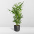 Chamaedorea Elegans - Mexicaanse Bergpalm - 40cm - Ø12 - Image 