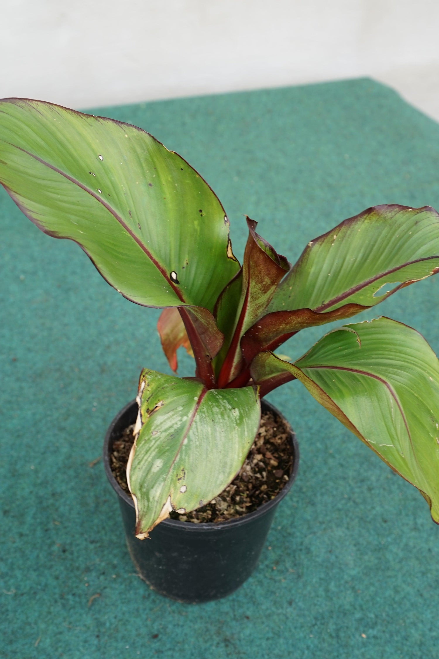 Ensete ventricosum Maurelii - Abyssian Banane - Image 