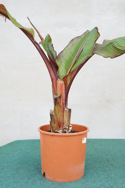 Ensete ventricosum Maurelii - Abyssian Banane - Image 