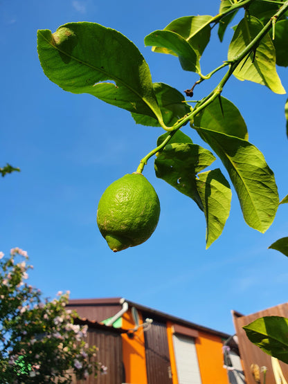 Citrus limon - Zitrone Zitronenbaum - Image 